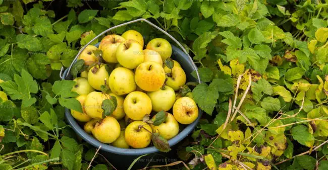 Porter Apples