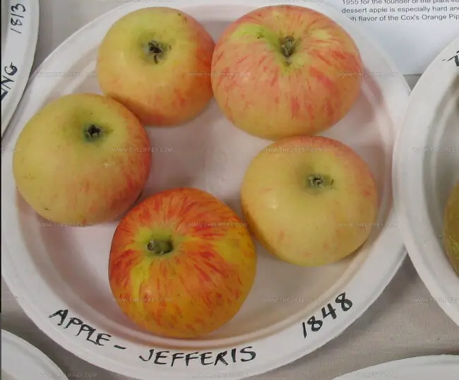 Jefferis Apples