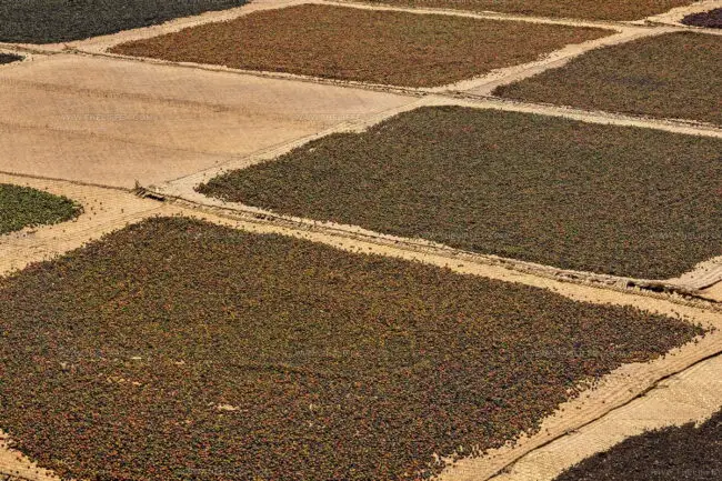 Phu Quoc Pepper
