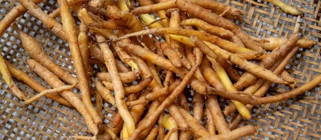 Fingerroot
