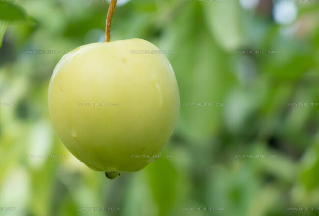 Rhode Island Greening Apples