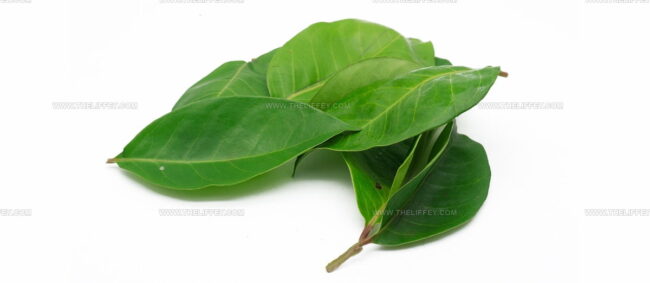 Salam Leaves (Daun Salam)
