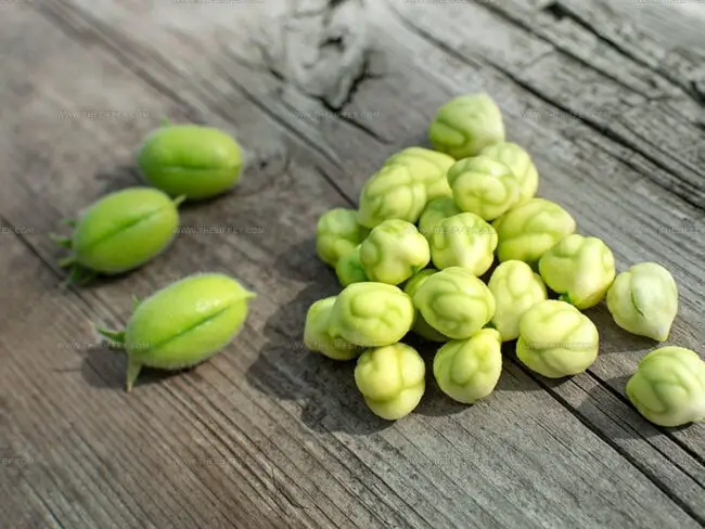 Origin Of The Term "Garbanzo Beans"