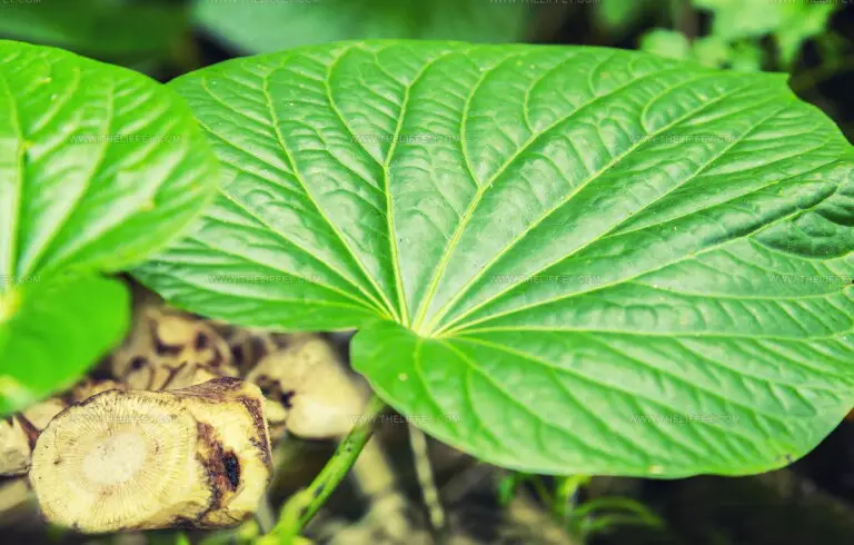 What Does Kava Taste Like? A Root Drink's Unique Flavor Story