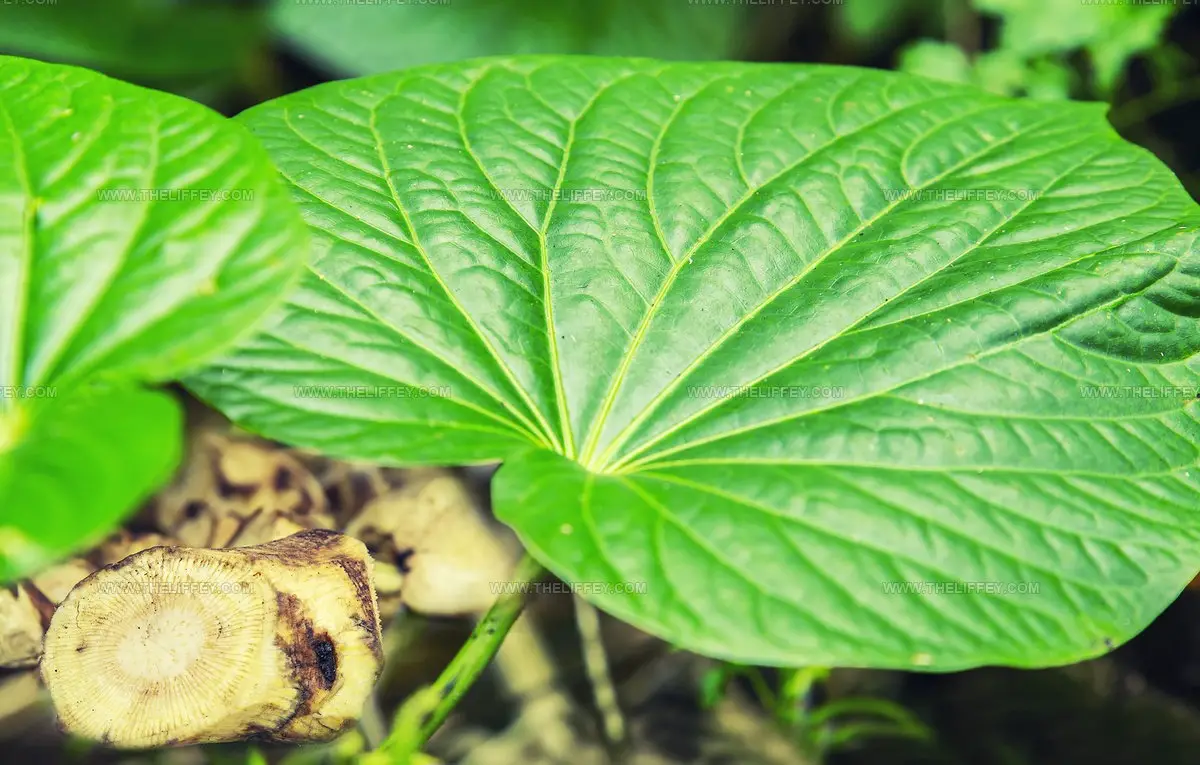 What Does Kava Taste Like? A Root Drink's Unique Flavor Story
