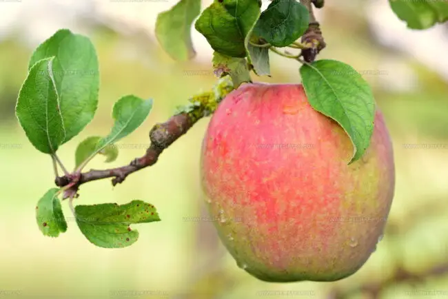 Chenango Strawberry Apples