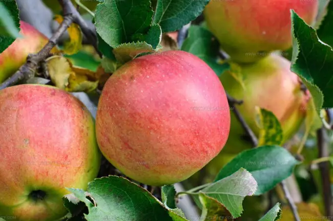 Baldwin Apples