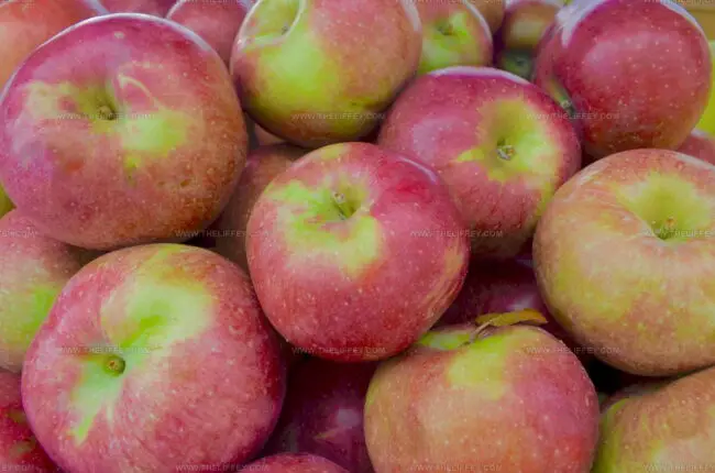 Macoun Apples