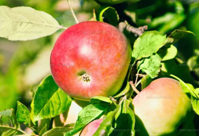 Jonathan Apples