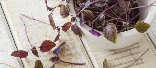 Shiso