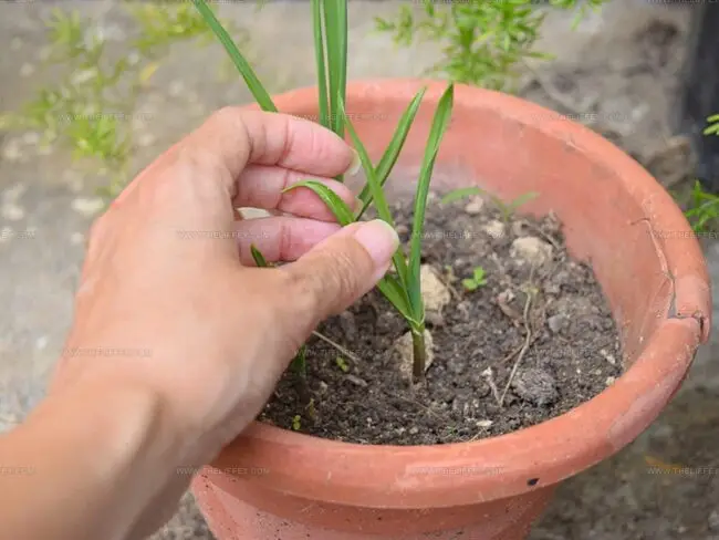 How to Grow Garlic at Home From Cloves