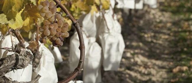 Uva De Mesa Embolsada 'Vinalopo'