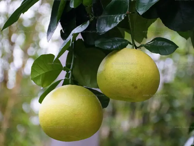 How to Avoid Bitterness in Grapefruit