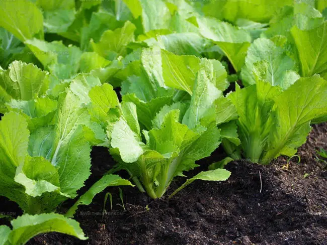 Mustard Greens Taste Experience
