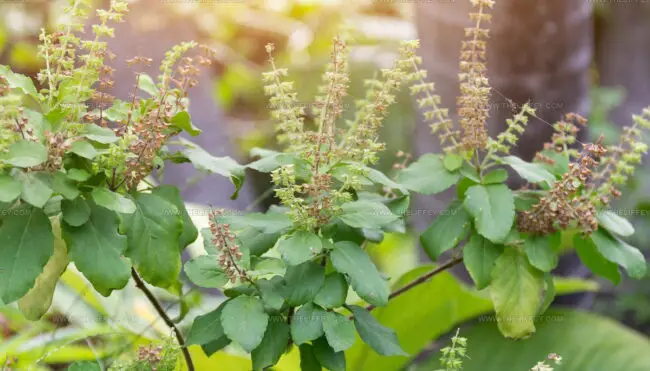 Holy Basil (Tulsi)