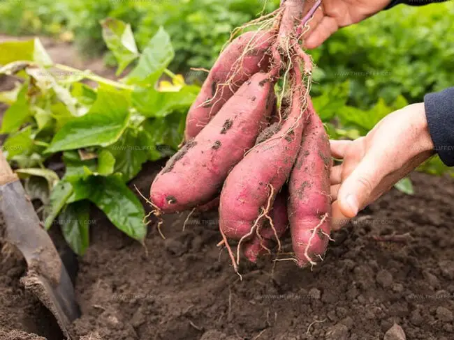 Discover Sweet Potatoes